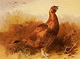 Cock Canvas Paintings - Cock Grouse